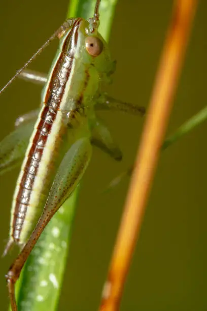 Green grasshopper sitting down in an angle top down view with antennas pointing different sides