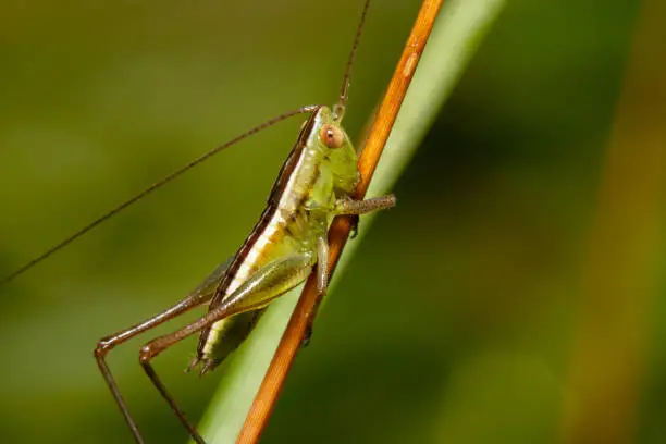 Green grasshopper titled on the side of an orange stick full view shot with antennas pointing two different sides