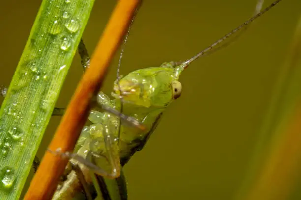 Close up shot of a Green grasshopper sitting on a stick with antennas up