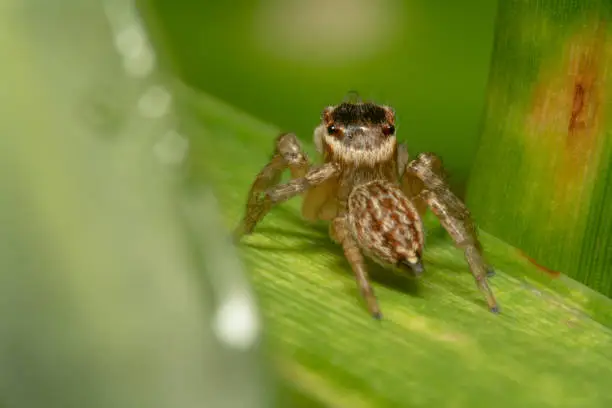 Furry Jumping spider side shot from behind, hidden away shot sitting on a leaf with green background