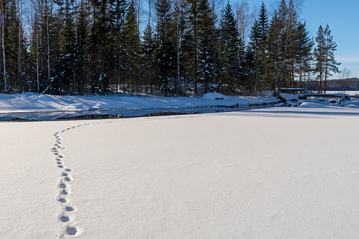 Track of a fox in the snow heading to a spot with open water, forest and blue sky in background, picture from Northern Sweden.