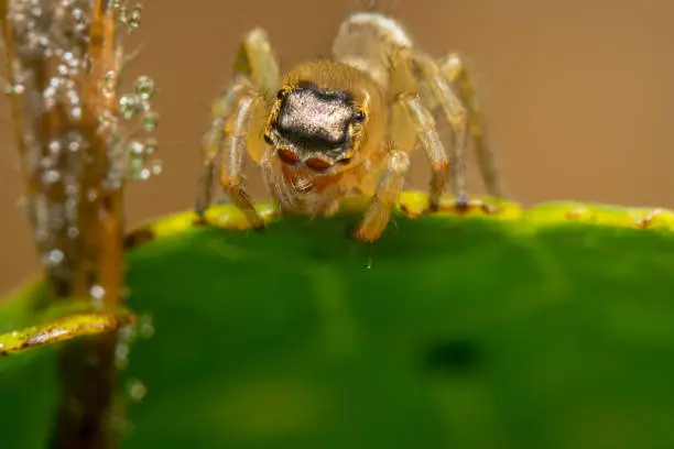 Light brown jumping spider looking to the left side ready to jump with lens like eyes
