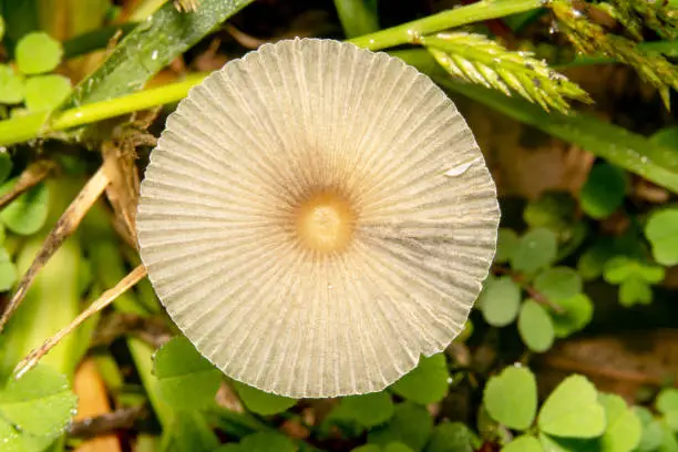 White wild mushroom top down shot of its texture