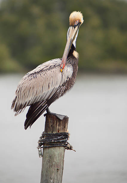 Brown Pelican standing on a Dock Post stock photo