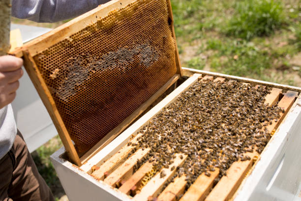 Swarm of bees on beehive frame