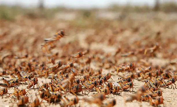 Photo of A plague of locusts roaming around on the sand