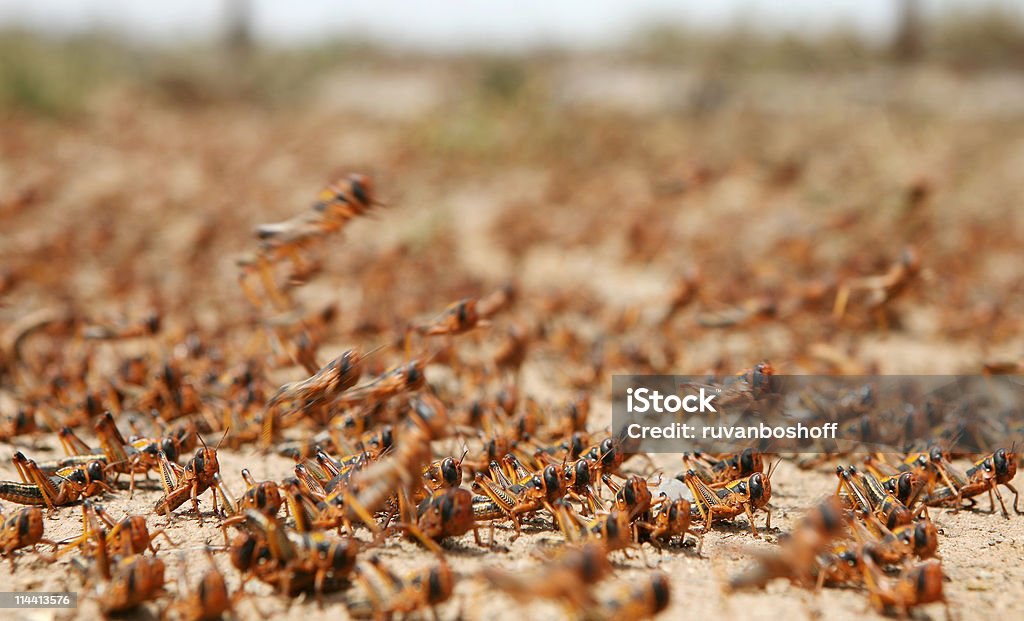 locusts w podróży - Zbiór zdjęć royalty-free (Szarańcza)