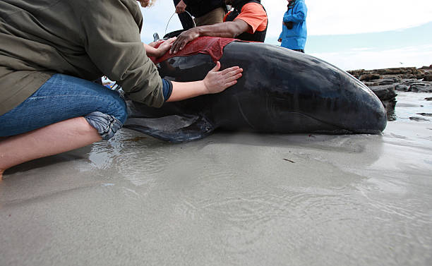 beached whale stock photo