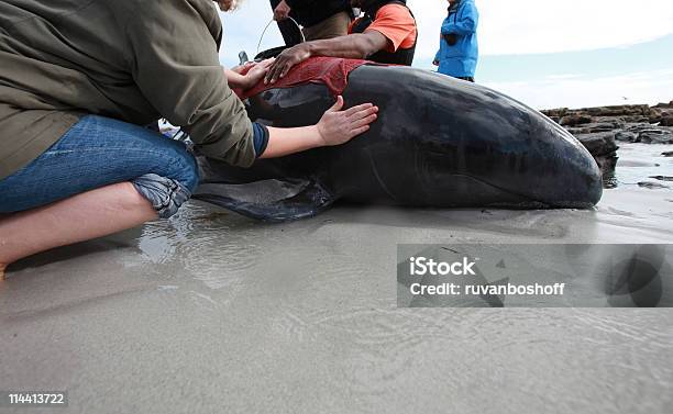Beached Whale Stock Photo - Download Image Now - Stranded, Whale, Pilot Whale