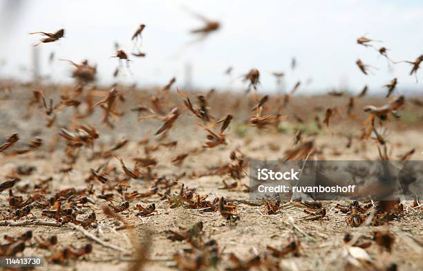 Wanderheuschrecke Auf Den Stockfoto und mehr Bilder von Wanderheuschrecke - Wanderheuschrecke, Grashüpfer, Insektenschwarm