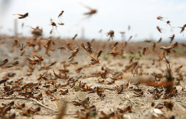 locust en movimiento - the karoo fotografías e imágenes de stock