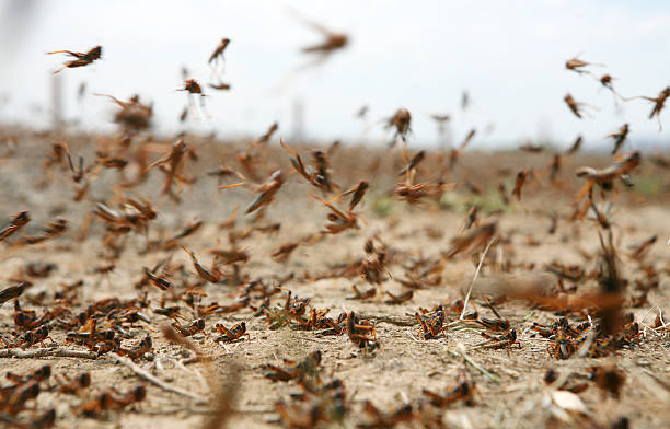locust in movimento - sciame di insetti foto e immagini stock