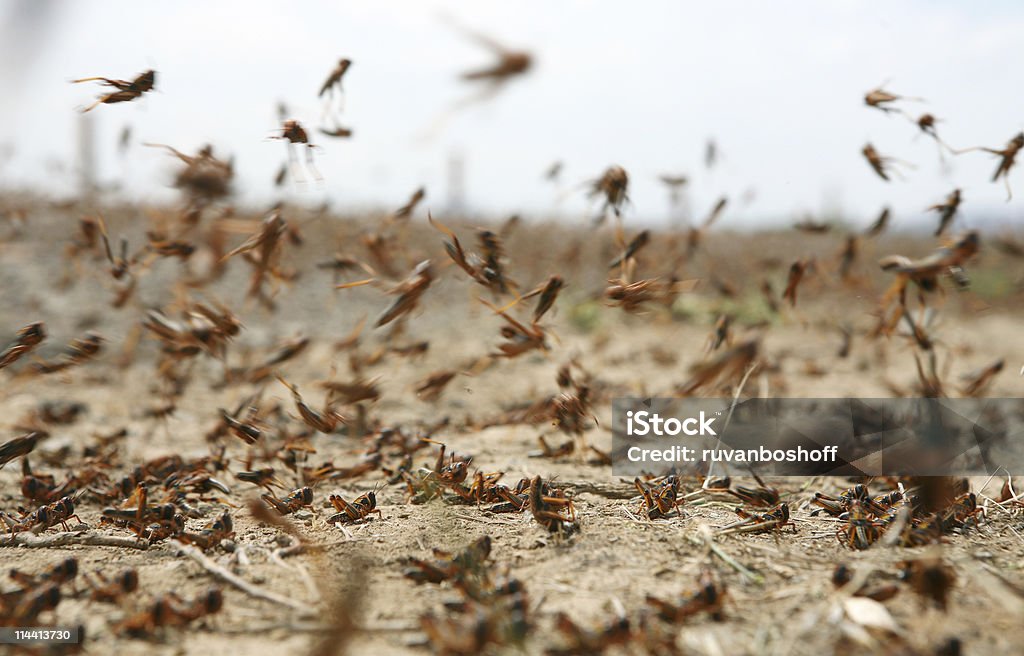 locust on the move  Locust Stock Photo
