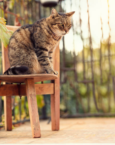 istock Hunting cat sitting on rustic chair 1144138250