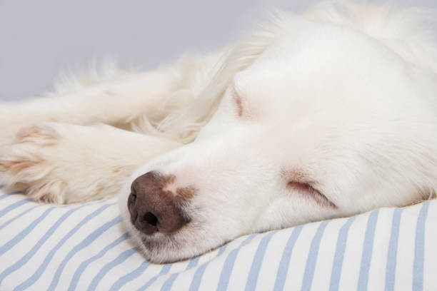 istock CUTE DOG SLEEPING ON OWNER'S STRIPPED BED 1144138984