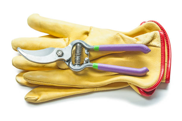 istock secateurs on yellow leather gloves isolated on white 1144139059