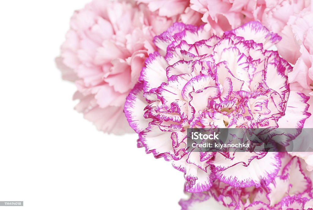 carnations  Beauty In Nature Stock Photo