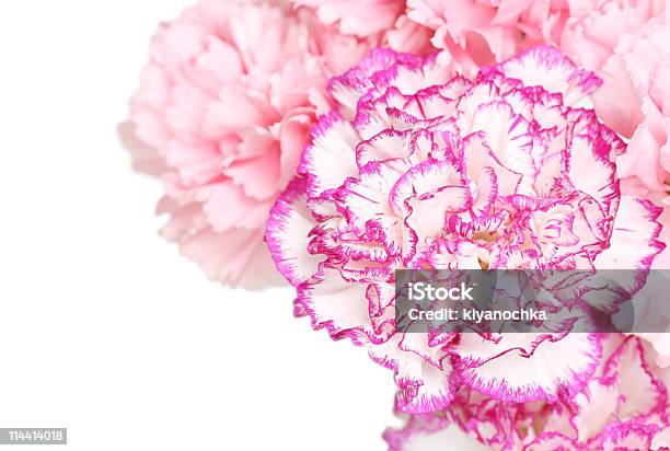 Carnations Stock Photo - Download Image Now - Beauty In Nature, Blossom, Bouquet
