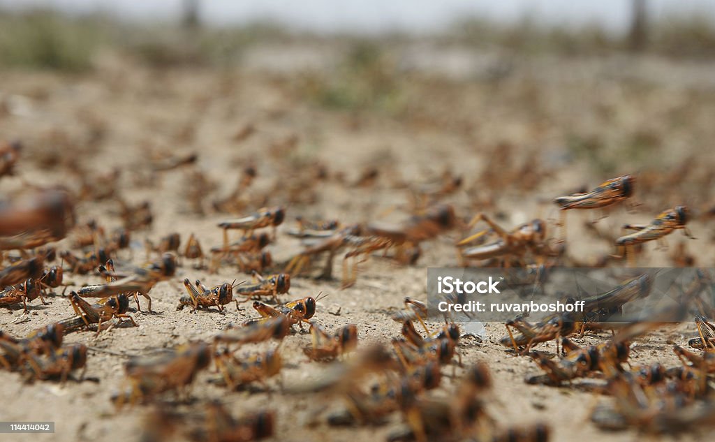 locust em movimento - Foto de stock de Equipamento Pesticida royalty-free