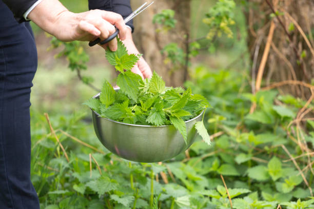 женщина сбор крапивы в саду - tea crop picking women agriculture стоковые фото и изображения