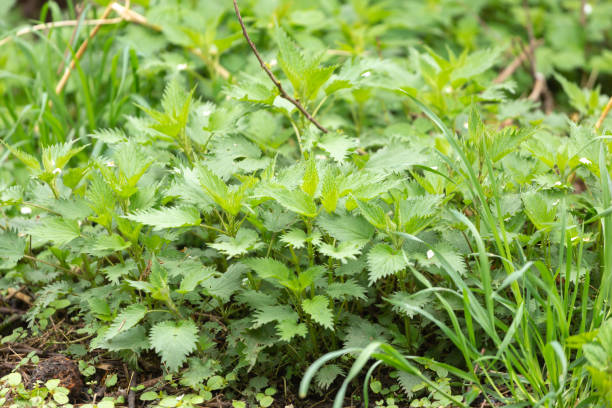 istock Stinging nettle leaves close-up shot. 1144141011