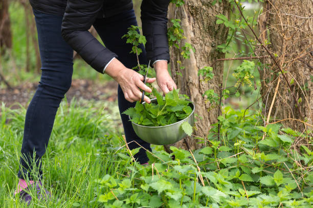 istock Woman picking nettle at garden 1144141058