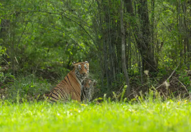 Photo of Tigress and a Cub at Tadoba Tiger reserve Maharashtra,India