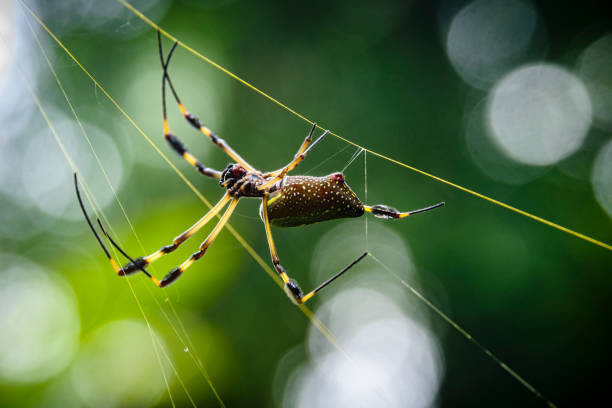 istock Golden orb spider in it's golden colored web 1144142486