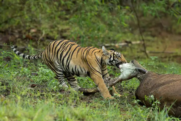 Photo of Young Tiger applying full stenght to eat the flesh at Tadoba Tiger reserve Maharashtra,India