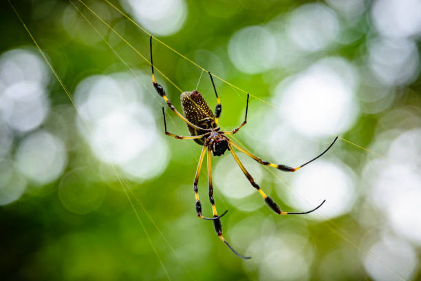 istock Golden orb spider in it's golden colored web 1144142502