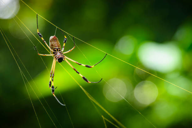 istock Golden orb spider in it's golden colored web 1144142521