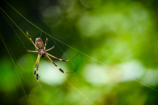spiderweb of a garden spider in forest in backlit at summer
