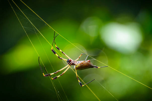 istock Golden orb spider in it's golden colored web 1144142582