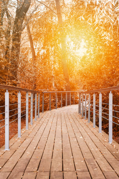istock Perspective view on a wooden walking path with handrails in autumn forest against a orange sunlight 1144142890