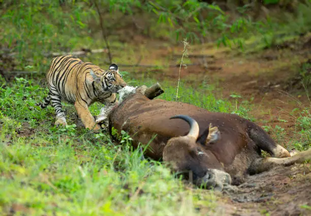 Photo of Young Tiger eating Gaur meat at Tadoba Tiger reserve Maharashtra,India