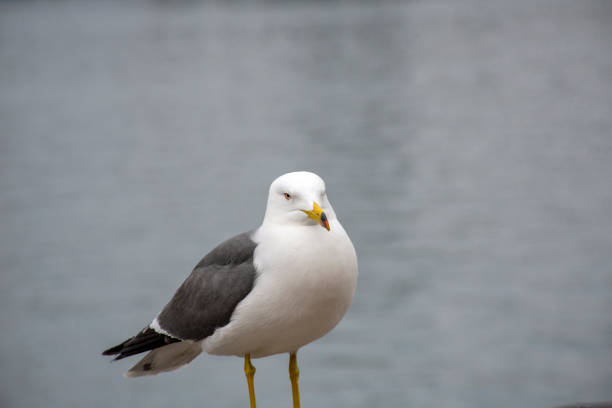 istock Seagull on the background of the sea 1144142995