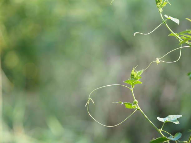 istock Vine creeping plant climber green leaf blur nature background space  for write 1144143661