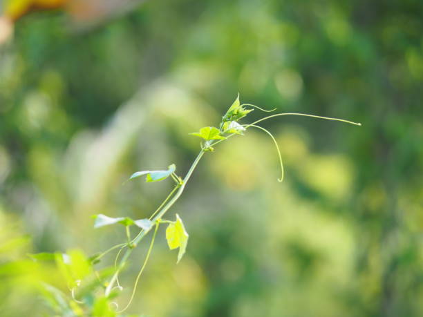istock Vine creeping plant climber green leaf blur nature background space  for write 1144143917