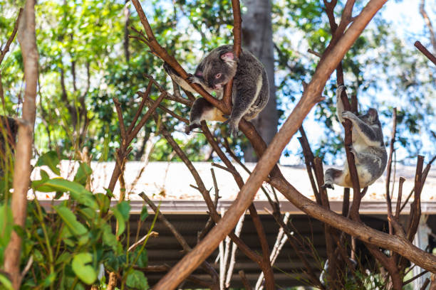 istock Wild koalas on a tree in a green park in Australia 1144144050