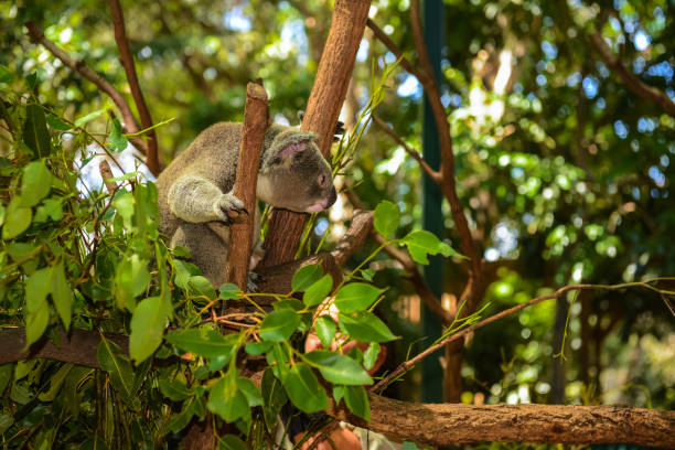 Cute wild koala on a tree in a green park in Australia