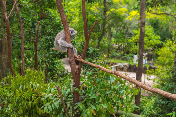istock Wild koala on a tree in a green park in Australia 1144144063