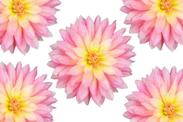 Beautiful pink Dahlia on white background.