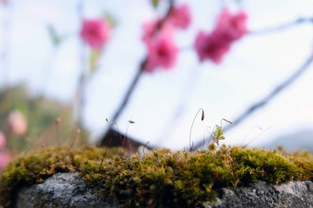 Close up of blooming springtime moss. Abstract composition with moss flowers,Beautiful moss and lichen covered stone. Green moss Background textured in nature,Natural moss on stones in winter forest.