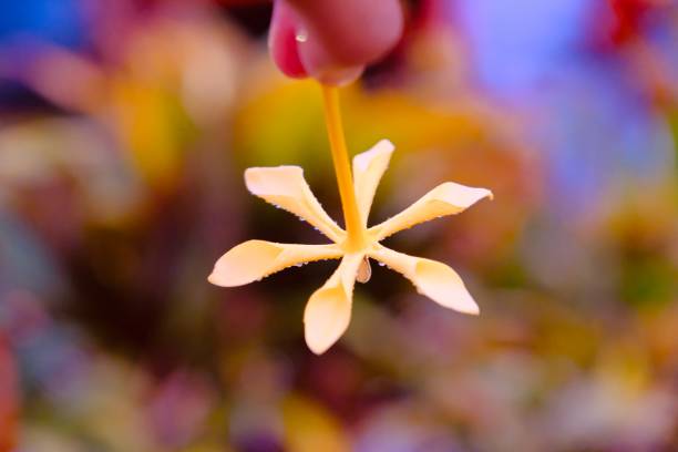 istock minimal flower in the hand 1144145422