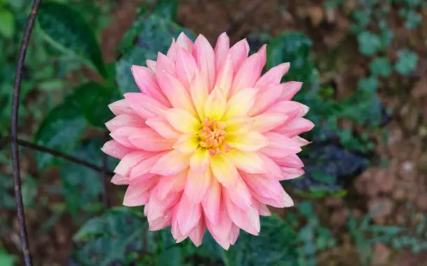 Kogana Fubuki Dahlia,Beautiful pink Dahlia,Closeup of a pink Dahlia (Asteraceae) View to blooming Dahlia Flowers in the Summertime,Ornamental Flowers.