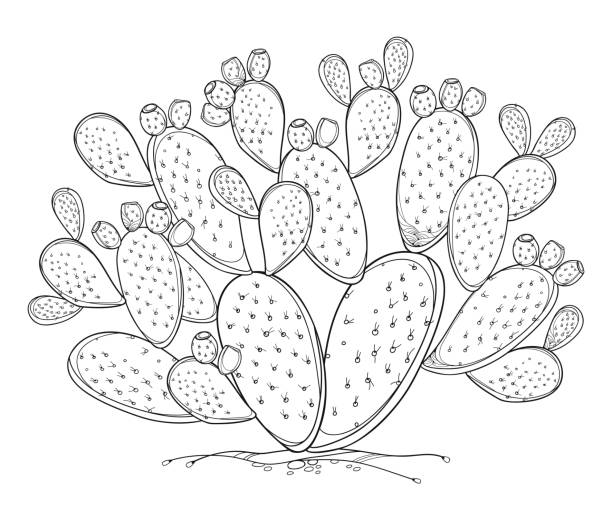 illustrations, cliparts, dessins animés et icônes de buisson de vecteur de contour indien figuier opuntia ou cactus de figue de barbarie, fruit et tige épineuse en noir isolé sur fond blanc. - prickly pear fruit illustrations