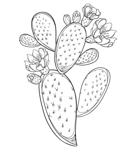 Vector branch of outline Indian fig Opuntia or prickly pear cactus, fruit, flower and spiny black stem isolated on white background. Vector branch of outline Indian fig Opuntia or prickly pear cactus, fruit, flower and spiny black stem isolated on white background. Ornate blossom Opuntia plant in contour for summer coloring book. prickly pear cactus stock illustrations