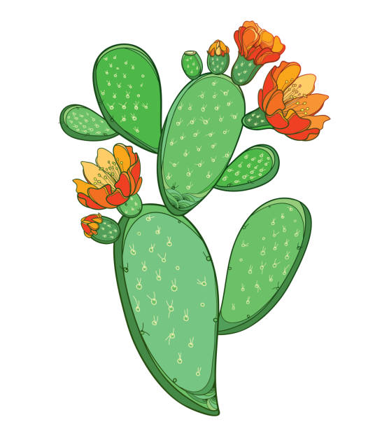 ilustrações de stock, clip art, desenhos animados e ícones de vector branch of outline indian fig opuntia or prickly pear cactus with orange flower and spiny green stem isolated on white background. - prickly pear fruit