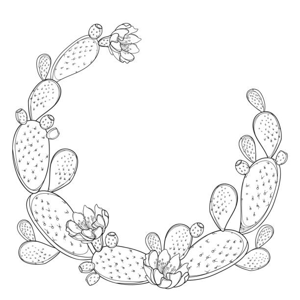 ilustrações de stock, clip art, desenhos animados e ícones de vector round frame of outline indian fig opuntia or prickly pear cactus, flower and spiny stem in black isolated on white background. - circle nature botany bud