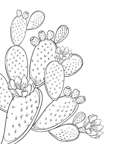 ilustrações de stock, clip art, desenhos animados e ícones de vector corner bunch of outline indian fig opuntia or prickly pear cactus, flower, fruit and spiny stem in black isolated on white background. - prickly pear fruit